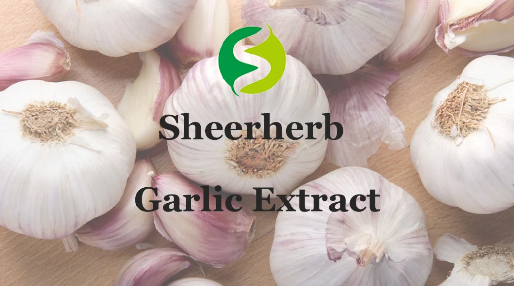 Free Sample Best Garlic Extract CAS 539-86-6 Deodorized Garlic Extract Powder