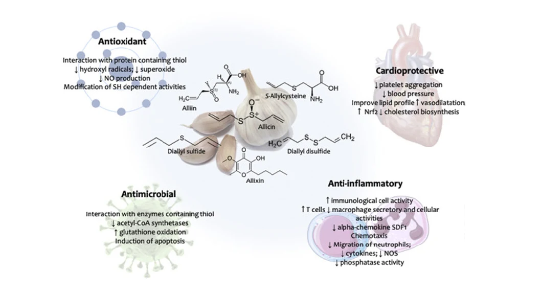 Free Sample Best Garlic Extract CAS 539-86-6 Deodorized Garlic Extract Powder