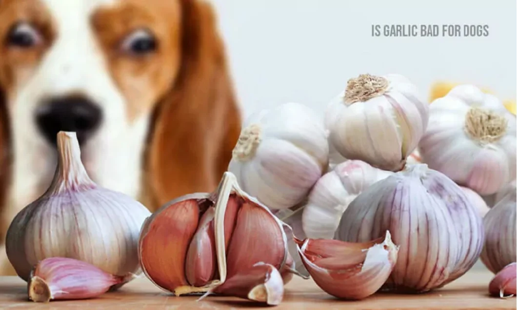 Free Sample Best Garlic Extract CAS 539-86-6 Deodorized Garlic Extract Powder