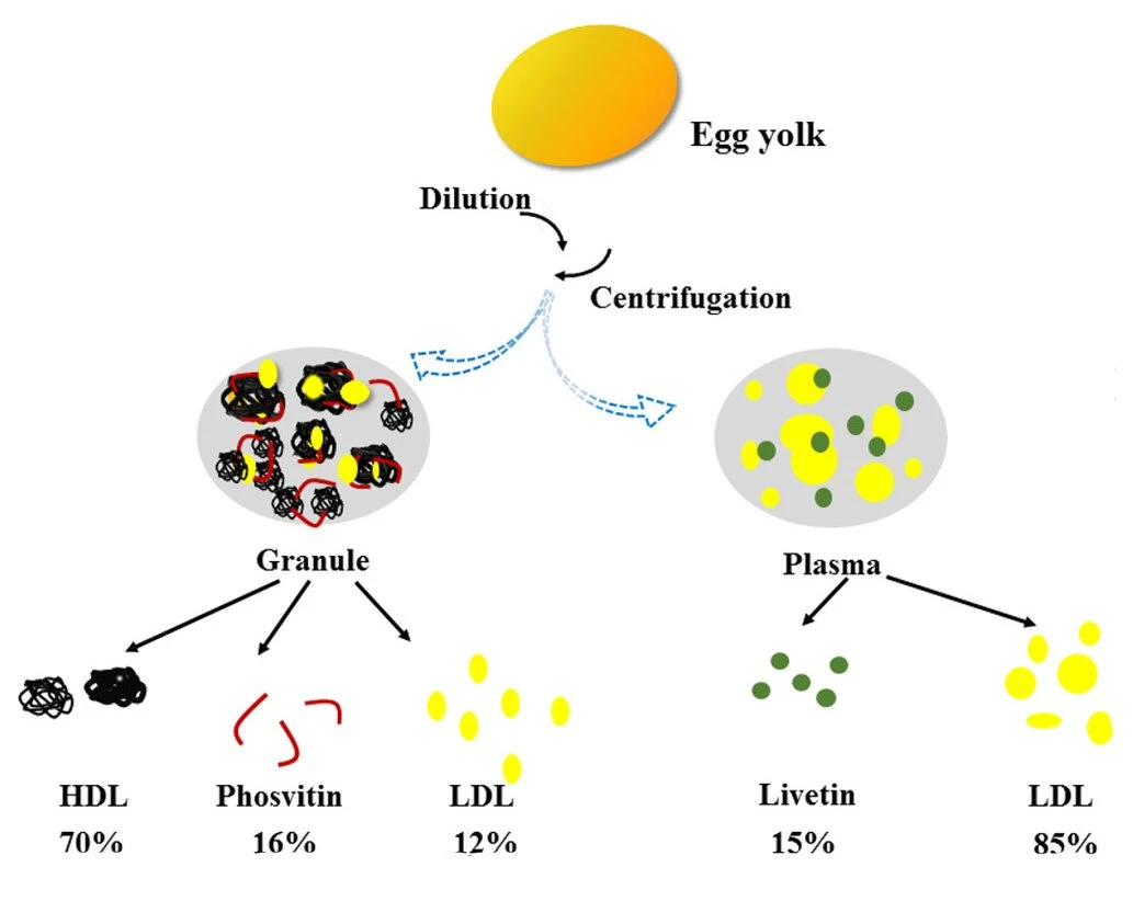 Egg yolk powder 5