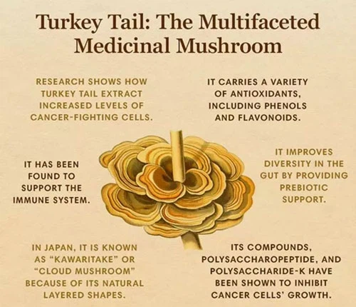 raw-forest-foods-turkey-tail-extract-powder