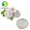 Garlic Extract Powder